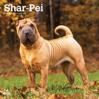 Cover image for Shar Pei 2021 Square