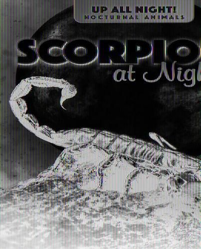 Cover image for Scorpions at Night