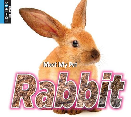 Rabbit