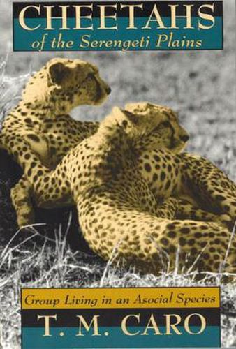 Cover image for Cheetahs of the Serengeti Plains: Group Living in an Asocial Species