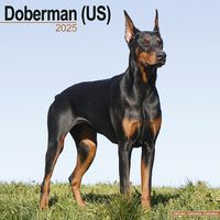 Cover image for Doberman (Us) Calendar 2025 Square Dog Breed Wall Calendar - 16 Month