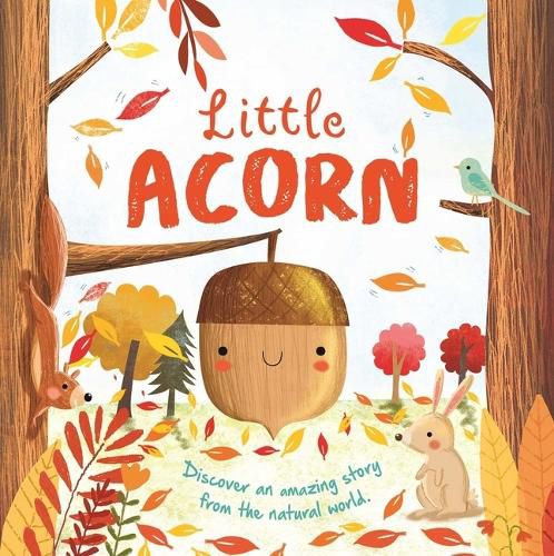 Cover image for Nature Stories: Little Acorn-Discover an Amazing Story from the Natural World