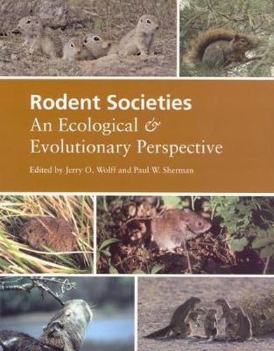 Cover image for Rodent Societies: An Ecological and Evolutionary Perspective