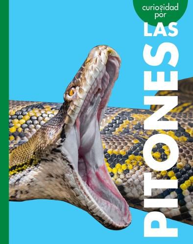 Cover image for Curiosidad Por Las Pitones