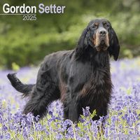 Cover image for Gordon Setter Calendar 2025 Square Dog Breed Wall Calendar - 16 Month