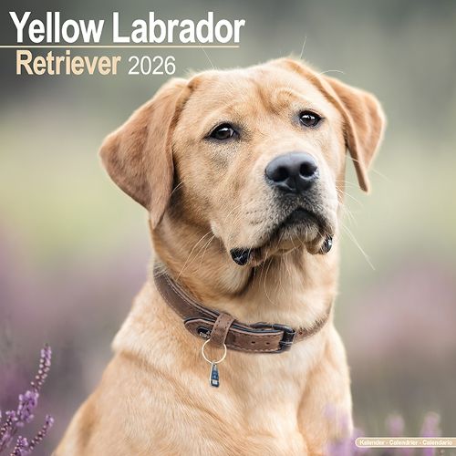 Cover image for Labrador Retriever (Yellow) Calendar 2026 Square Dog Breed Wall Calendar - 16 Month