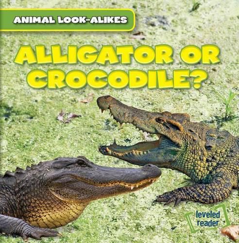 Cover image for Alligator or Crocodile?