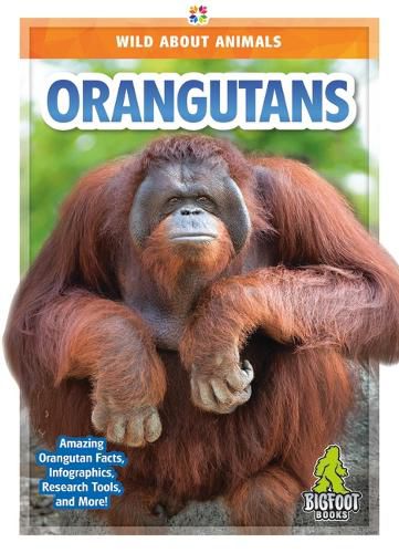 Orangutans