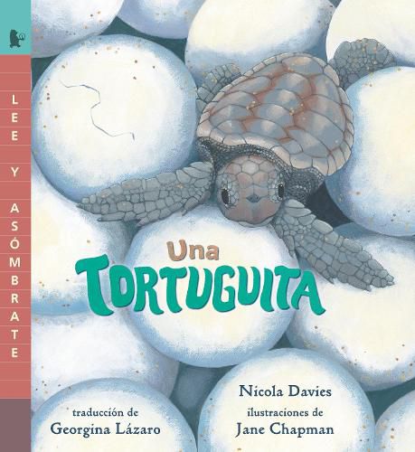 Cover image for Una tortuguita
