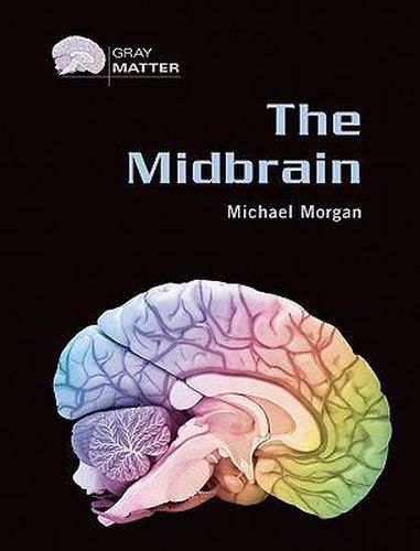 The Midbrain