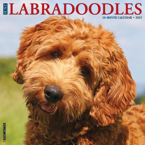 Cover image for Labradoodles 2026 12 X 12 Wall Calendar