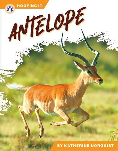 Cover image for Antelope