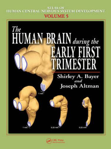 Cover image for The Human Brain During the Early First Trimester