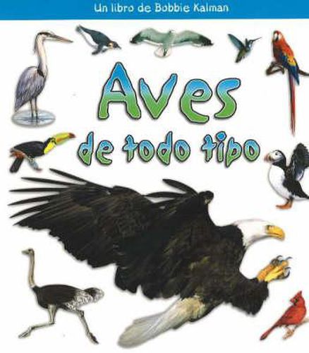 Cover image for Aves de Todo Tipo (Birds of All Kinds)