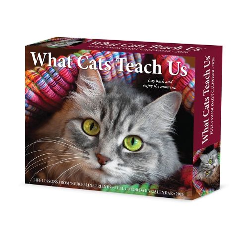 Cover image for What Cats Teach Us 2026 5.4 X 6.2 Box Calendar