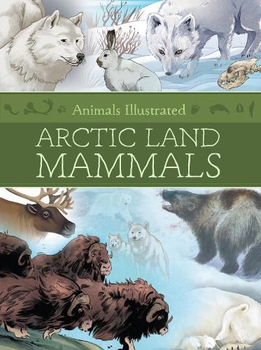 Cover image for Animals Illustrated: Arctic Land Mammals