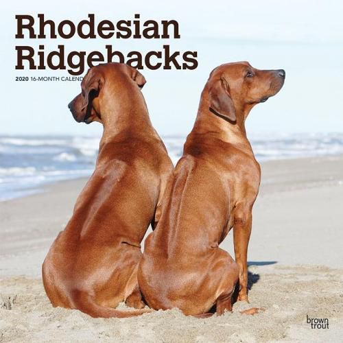 Rhodesian Ridgebacks 2020 Square Wall Calendar