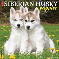 Cover image for Just Siberian Husky Puppies 2025 12 X 12 Wall Calendar