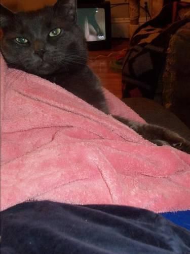 Cover image for Mornink Meetink Minuteys by Stellaluna the Cat