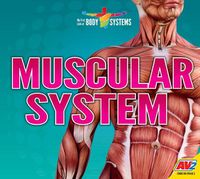 Cover image for Muscular System