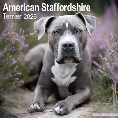 Cover image for American Staffordshire Terrier Calendar 2026 Square Dog Breed Wall Calendar - 16 Month