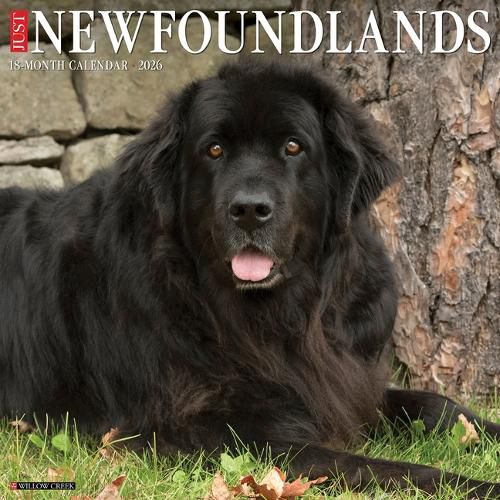 Cover image for Newfoundlands 2026 12 X 12 Wall Calendar