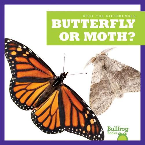 Cover image for Butterfly or Moth?