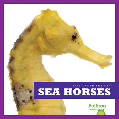 Cover image for Life Under the Sea: Sea Horses