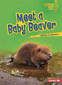 Cover image for Meet a Baby Beaver