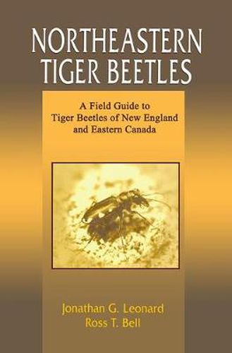 Cover image for Northeastern Tiger Beetles: A Field Guide to Tiger Beetles of New England and Eastern Canada