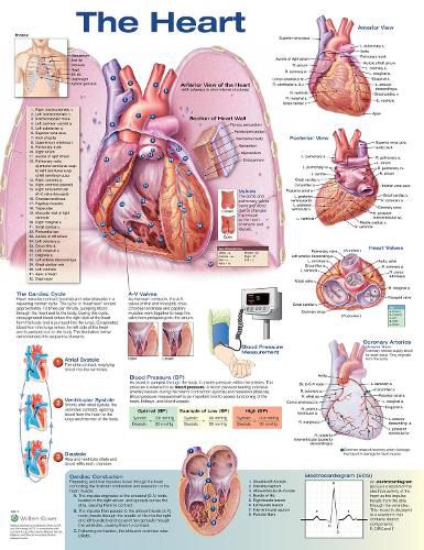 Cover image for The Heart Anatomical Chart