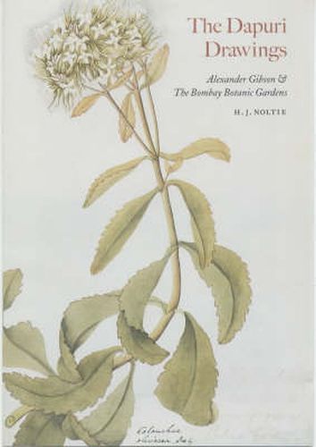 Cover image for Dapuri Drawings, The