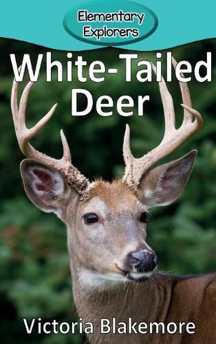 White-Tailed Deer