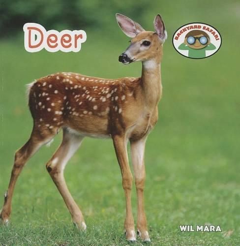 Cover image for Deer