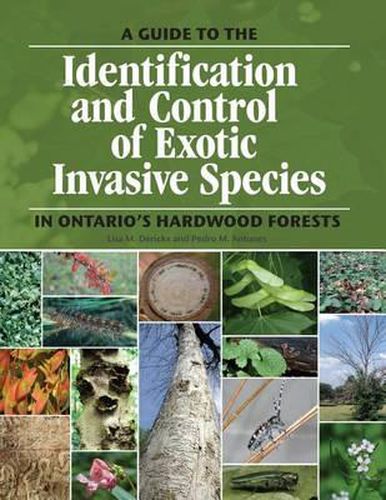 Cover image for A guide to the identification and control of exotic invasive species in Ontario's hardwood forests