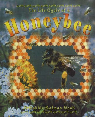 Cover image for The Life Cycle of the Honeybee