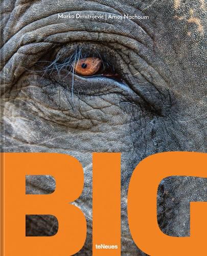 Cover image for Big: A Photographic Album of the World's Largest Animals