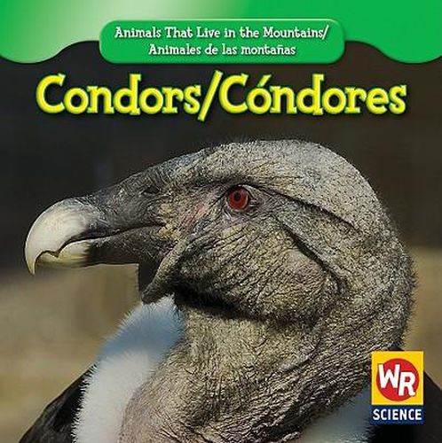 Condors / Condor