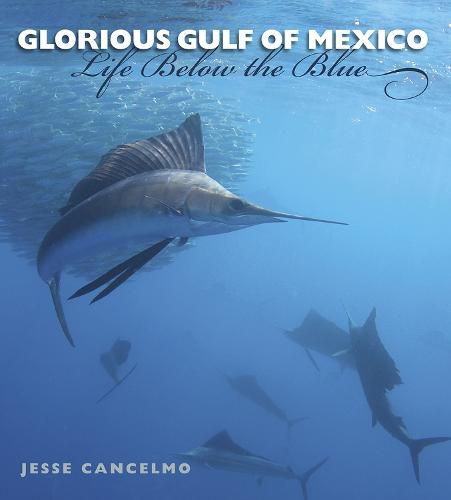 Cover image for Glorious Gulf of Mexico: Life Below the Blue