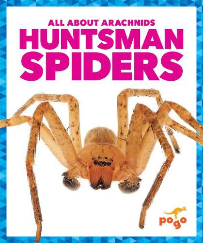 Cover image for Huntsman Spiders