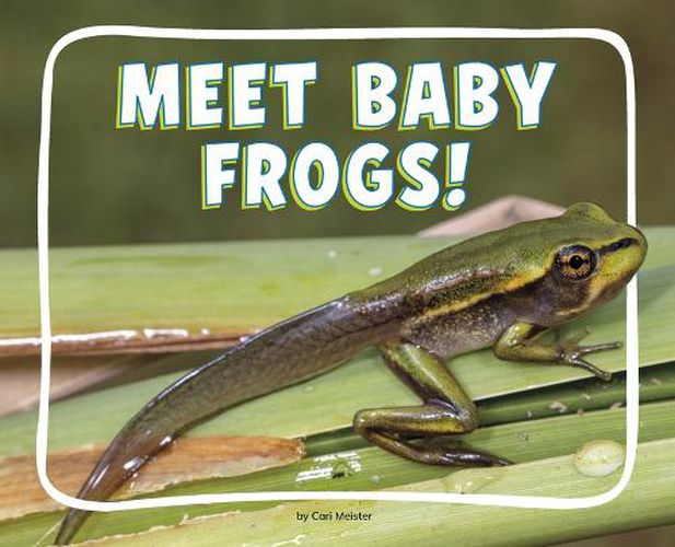 Cover image for Meet Baby Frogs!