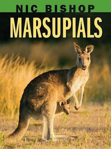 Cover image for Nic Bishop: Marsupials