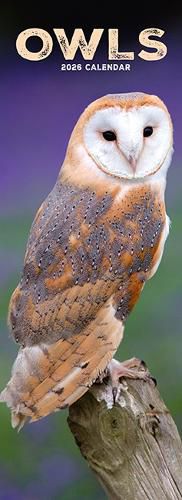 Cover image for Owls Slim Calendar 2026 Bird Slimline Calendar - 12 Month