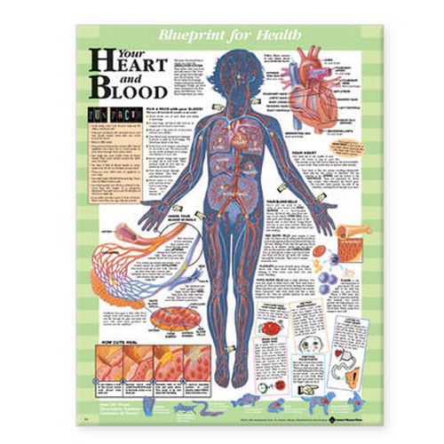 Cover image for Blueprint for Health Your Heart and Blood Chart