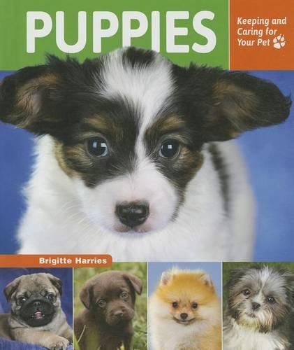 Cover image for Puppies