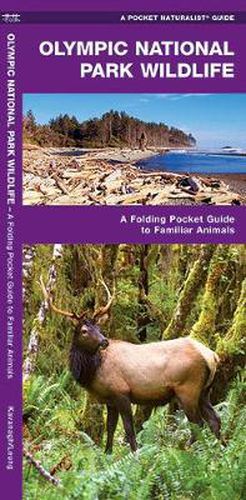 Cover image for Olympic National Park Wildlife: A Folding Pocket Guide to Familiar Species