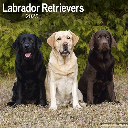 Cover image for Labrador Retrievers (Mixed) Calendar 2025 Square Dog Breed Wall Calendar - 16 Month