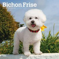 Cover image for Bichon Frise 2024 Square