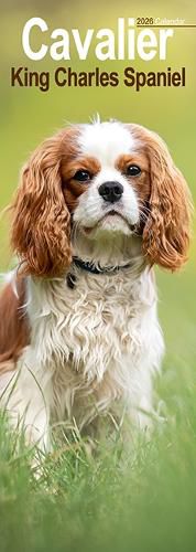 Cover image for Cavalier King Charles Slim Calendar 2026 Dog Breed Slimline Calendar - 12 Month