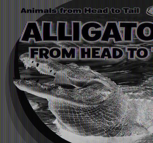 Alligators from Head to Tail